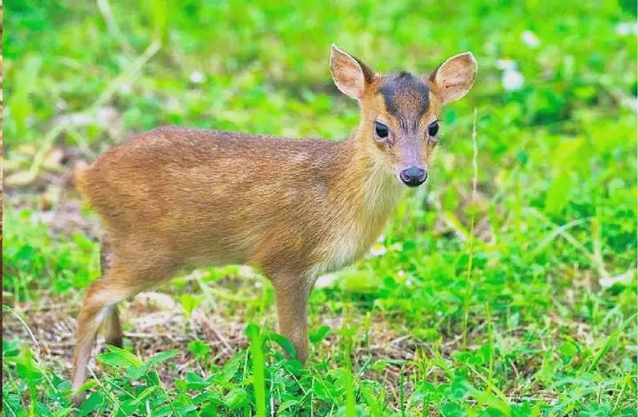 保護(hù)野生動物 守護(hù)共同家園   ——福建金森成功救助國家"三有"保護(hù)動物幼年山麂