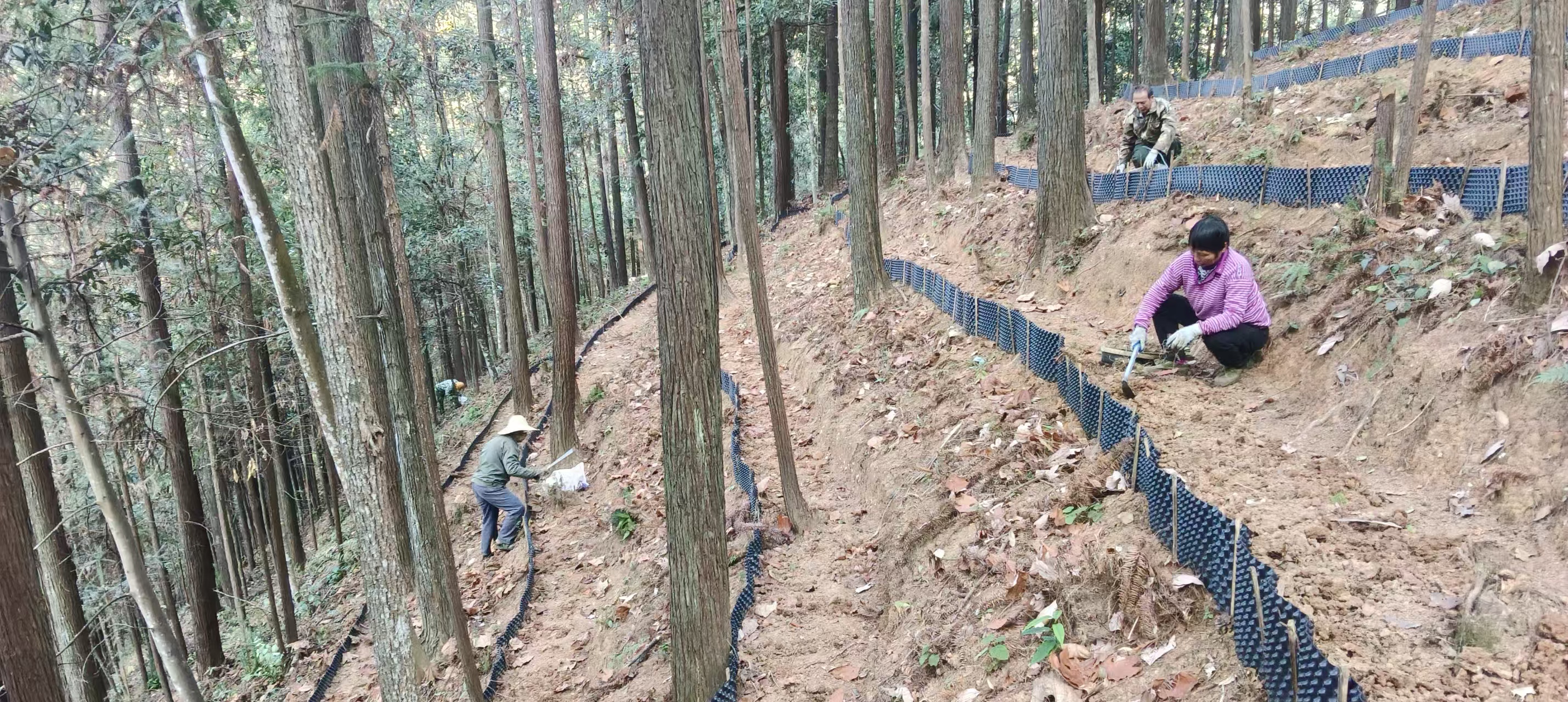 漠源琵琶丘基地黃精試種擴(kuò)容！金森探索林藥共生新路徑