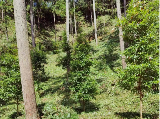 琵琶丘工區(qū):三明市森林質量精準提升工程業(yè)務培訓現(xiàn)場示范 琵琶丘工區(qū):三明市森林質量精準提升工程業(yè)務培訓現(xiàn)場示范